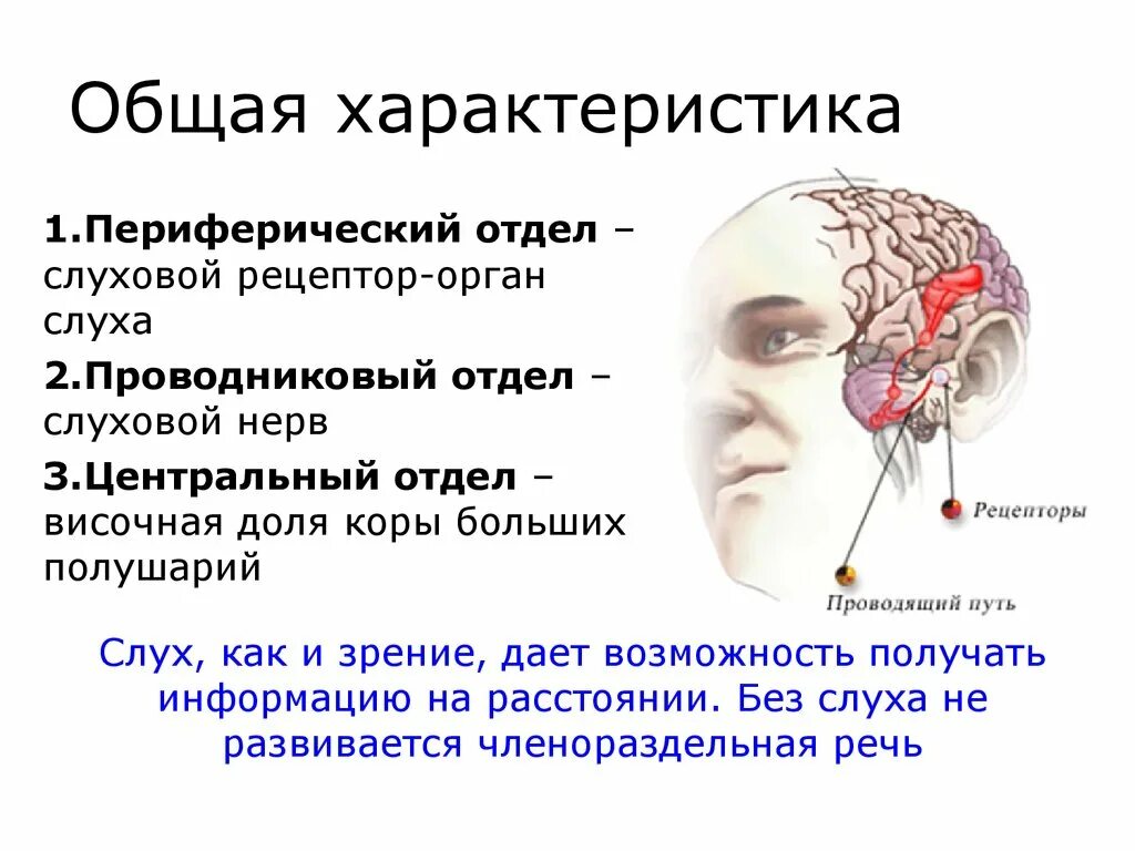 Отделы сенсорной системы периферический проводниковый Центральный. Периферический, проводниковый, корковый отделы сенсорной системы.. Проводниковый и корковый отделы слуховой сенсорной системы.. Сенсорная система слухового анализатора.