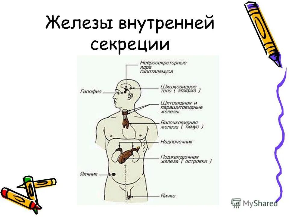 Железы рисунок. Биология железы внутренней секреции рисунок. Функции желез внутренней секреции эндокринные. Месторасположение желез внутренней секреции рисунок. Схема функций желез внутренней секреции.