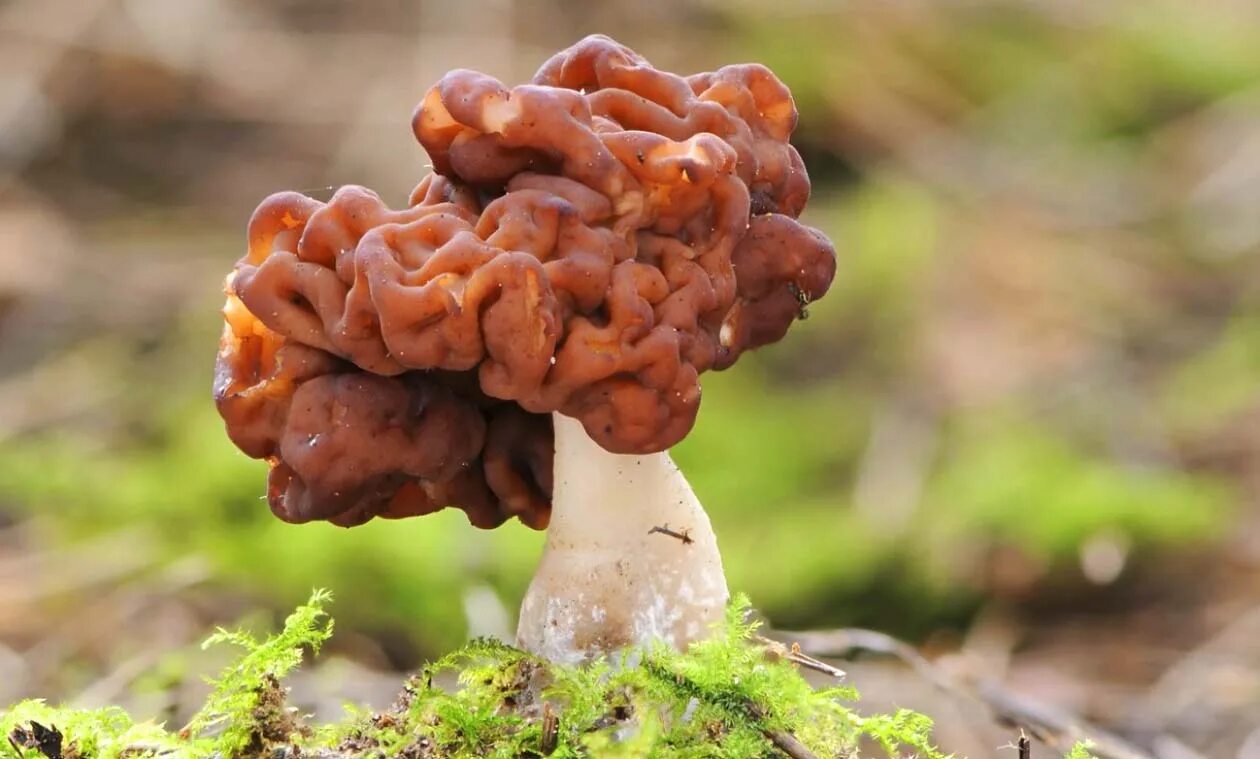 Go mushrooming