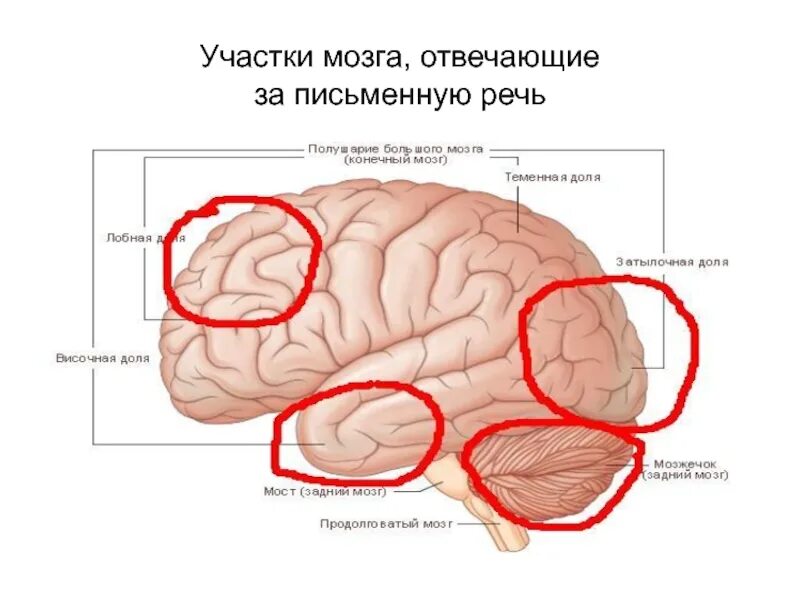 Центр речи в мозге человека. Участки мозга за что отвечают. Участок мозга отвечающий за речь. Отделы головного мозга отвечающие за речь. Участки мозга отвечающие.