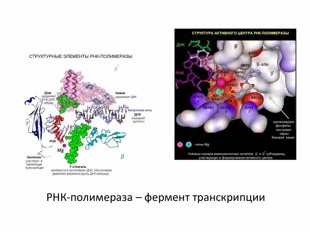 Транскрипция какой фермент. Кофермент РНК полимеразы. РНК полимераза функции заслонки. Активный центр РНК полимеразы. РНК фермент РНК полимераза.