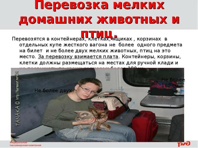 Ржд изменить правила перевозки животных. Провоз животных в поезде. правила провоза мелких домашних животных в поездах. порядок провоза животных в поездах. купе с провозом животных.