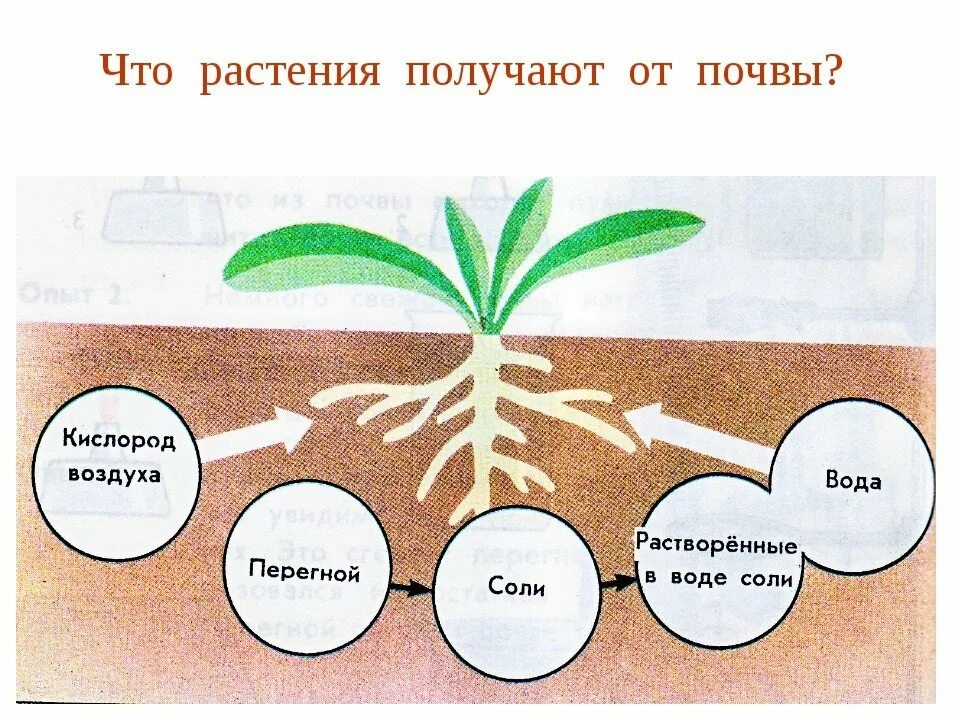 Выберите три правильных ответа зеленые растения. Состав почвы схема 3 класс. Что растения получают из почвы. Рисунок на тему почва. Схема почвы 3 класс.