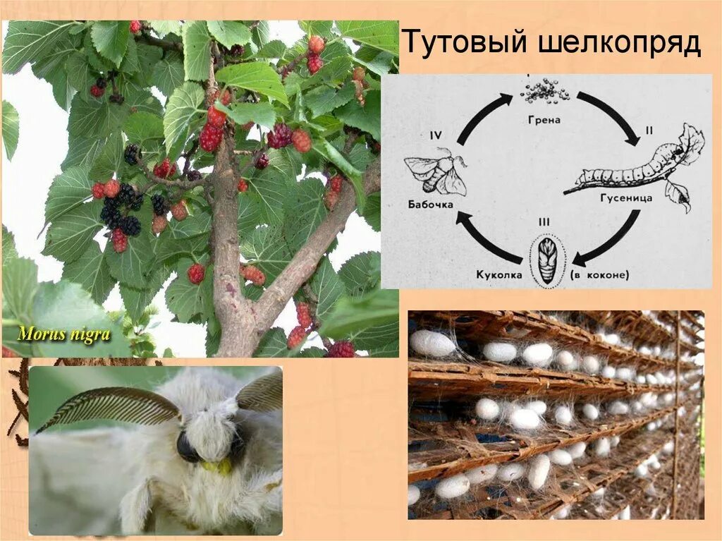 Шелкопряд арк. Тутовый шелкопряд ареал обитания. Тутовый шелкопряд партеногенез. Среда обитания тутового шелкопряда. Тутовое дерево шелкопряд.