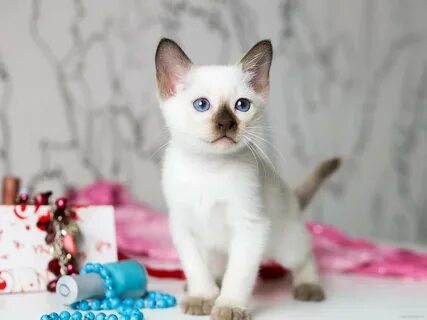 Тайские котята