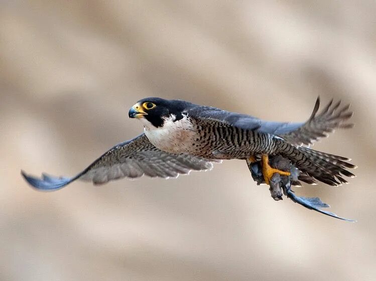 Сапсан птица. Сапсан самка. Сокол Сапсан. Сапсан птица детеныш. Fastest bird