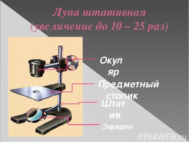 Какую функцию выполняет штативная лупа. Штативная лупа. штативная лупа строение. детали штативной лупы. предметный столик лупа штативная лупа.