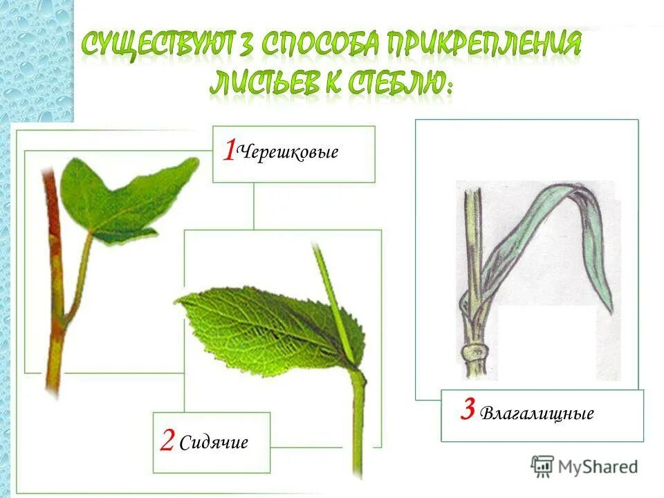 прикрепление листьев к стеблю. листья по способу прикрепления к стеблю. прикрепление листьев к стеблю. прикрепление листа к стеблю у тюльпана. способы прикрепления к стеблю.
