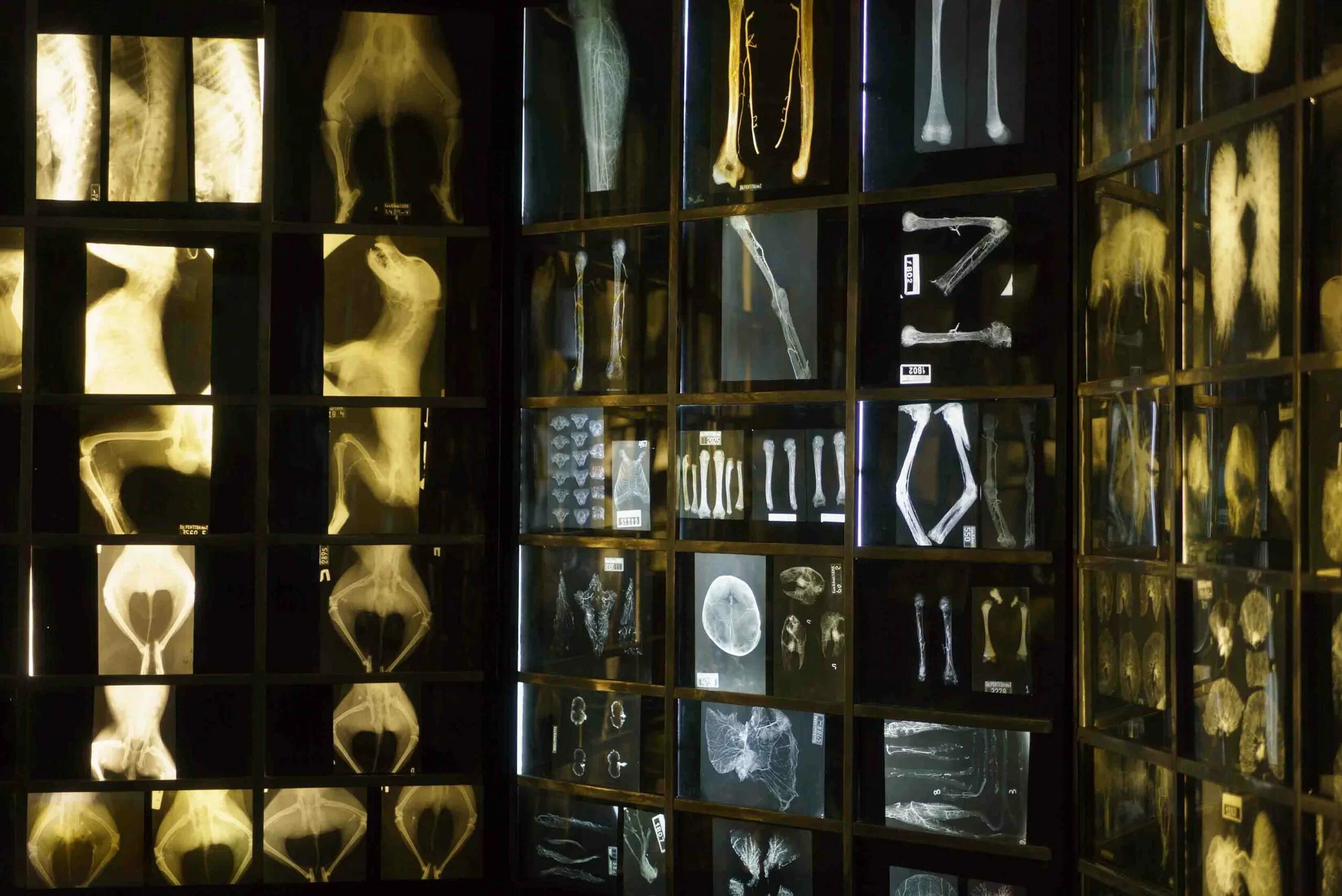 анатомический музей петербург. анатомический музей спб. анатомический музей петербург. анатомический эрмитаж павлова. кунсткамера в санкт-петербурге петра 1.