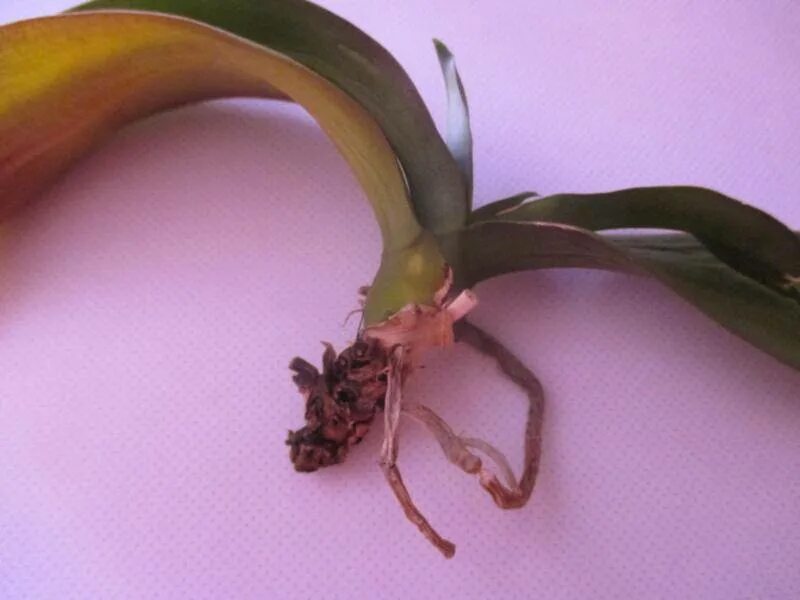 Как реанимировать орхидею с гнилыми. Орхидея фаленопсис реанимация. Сгнили корни у орхидеи. Дендробиум фаленопсис гнили.