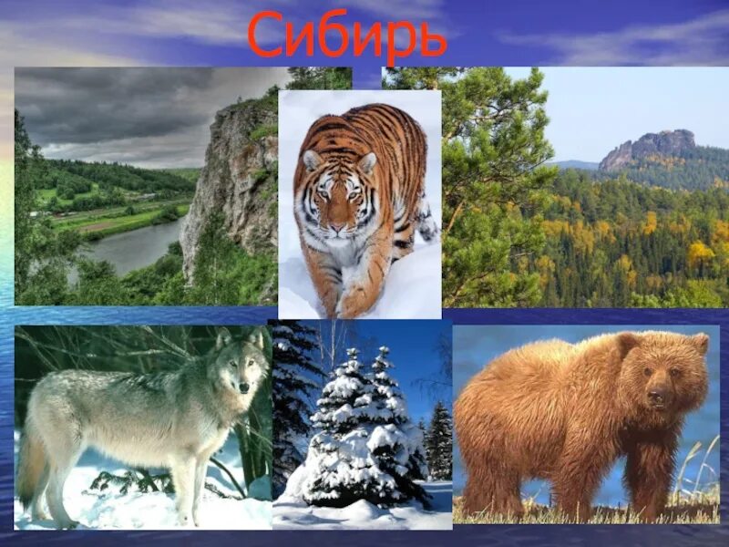 Доклад о сибири. Сибирь 4 класс окружающий мир. Рассказ о сибири. Сибирь 4 класс окружающий мир. Сибирь 4 класс окружающий мир.
