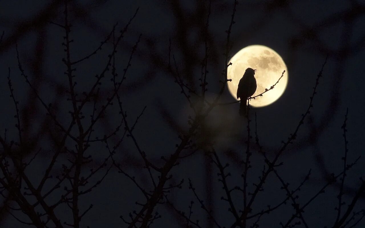 Почему соловьи поют ночью. Соловей ночью. Птицы ночью. Соловей поет ночью. Луна и птицы.