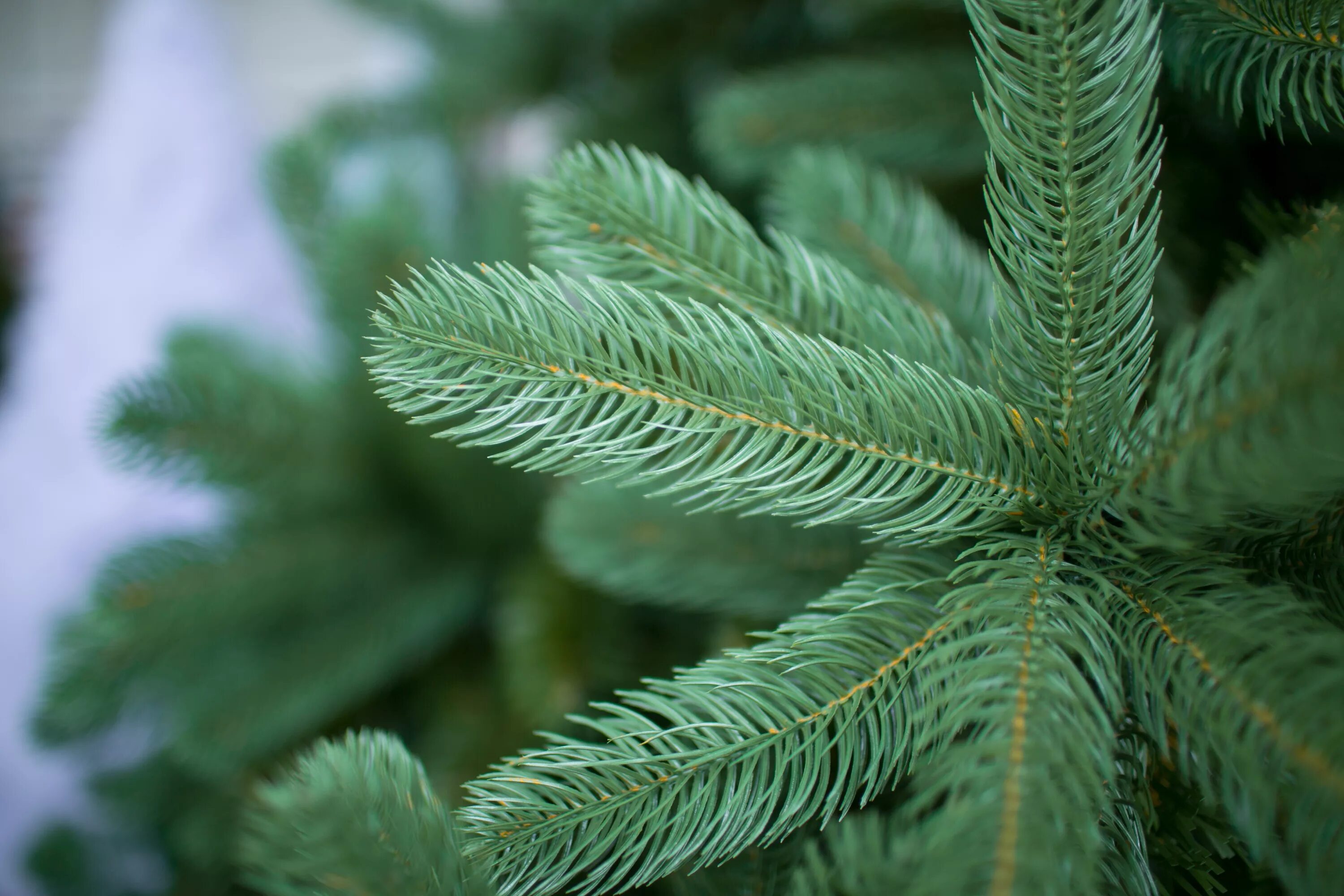 Зеленый цвет ели. Green Trees ель Рублевская 2.5. Пихта Нобилис. Green Trees ель Алтайская 0.9. Green Trees ель Бьюти 1.2.