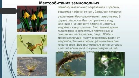 Подавляющее большинство взрослых амфибий