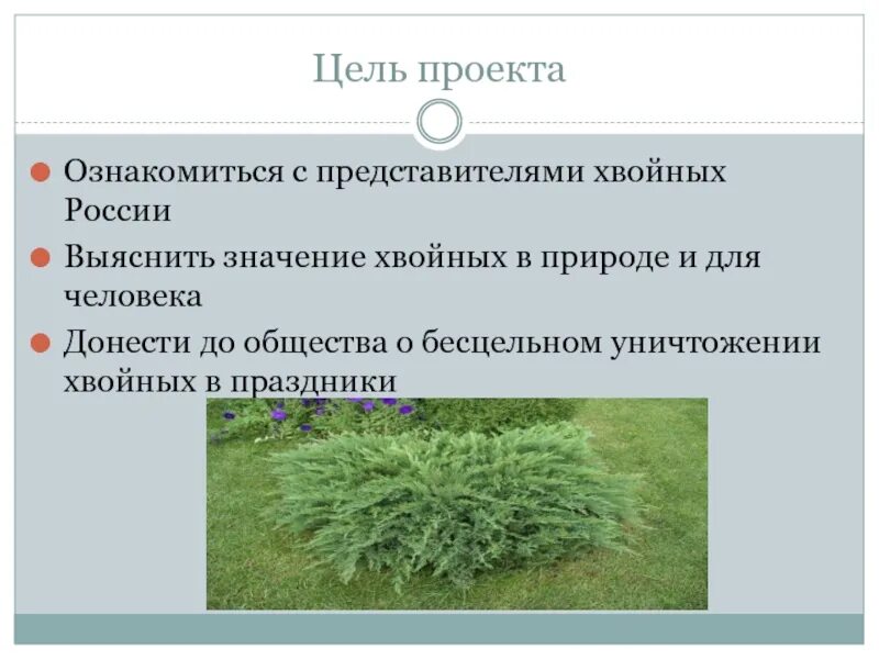 Значение хвойного леса. Значение хвойных в природе и для человека. Значение хвойных презентация. Роль хвойных растений в жизни человека. Хвойные растения с людьми.