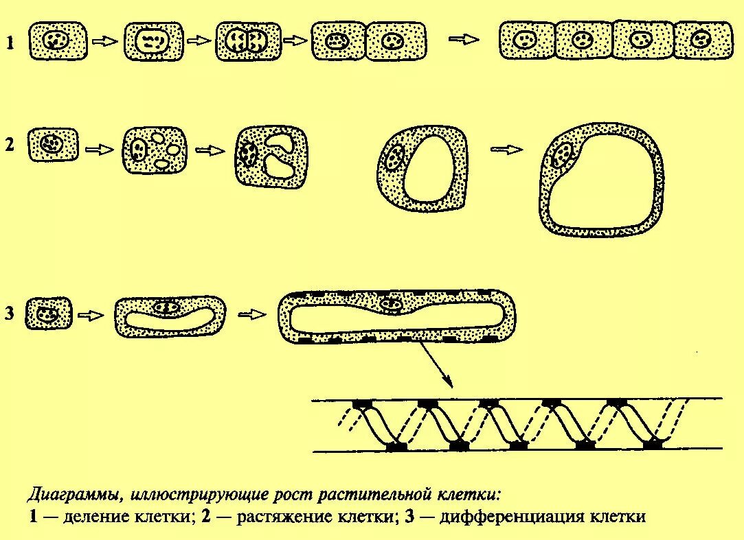 Какая наука изучает рост клетки. Фазы роста клеток растений. Стадии развития растительной клетки. Фазы развития растительной клетки. Этапы онтогенеза растительной клетки.