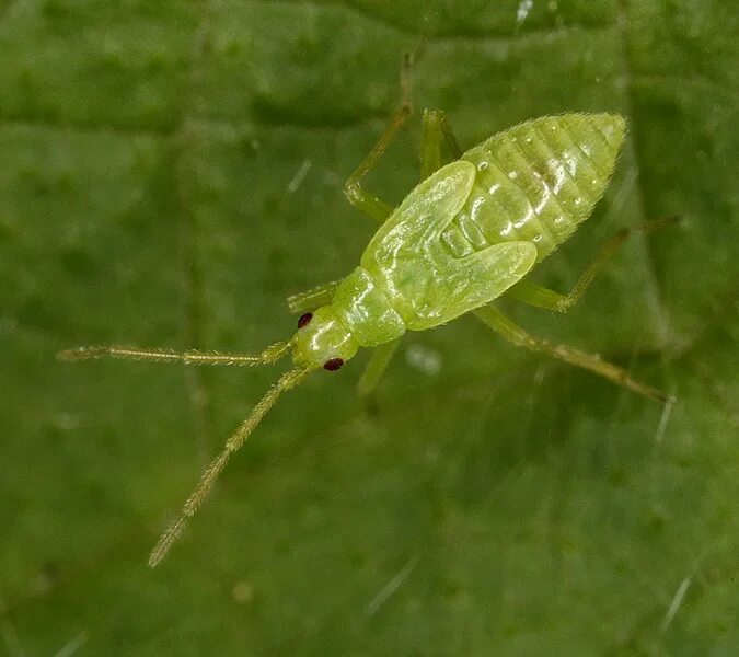 Макролофус – macrolophus nubilis h. Жук макролофус. Макролофус калигинозус. Макролофус пигмеус. Клоп макролофус.