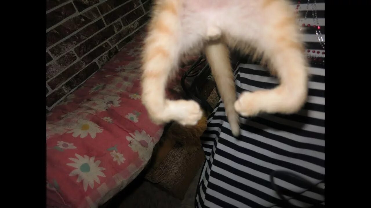 Кот шатается при ходьбе