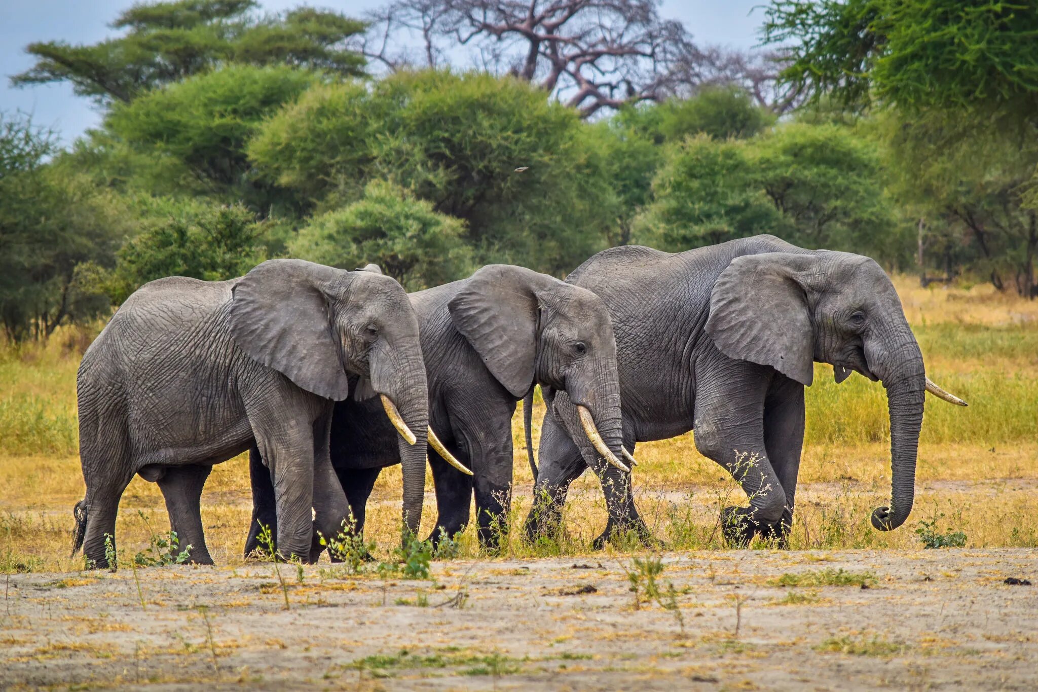 Слоны. Слон фото. Слоны фото. Саванный слон. Sister elephant