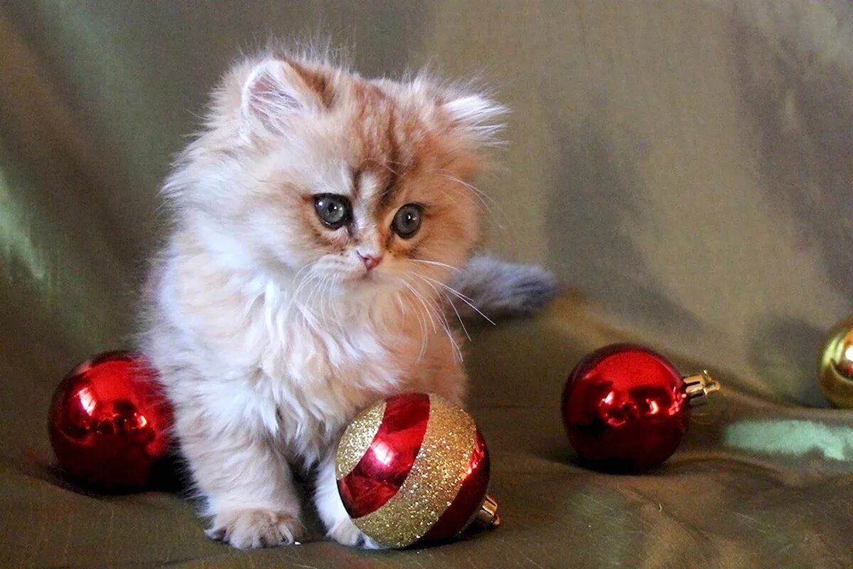 Котёнок и ёлка. Новогодние рыжие коты. Новогодние котят. Новогодние котят. Новогодние котят.