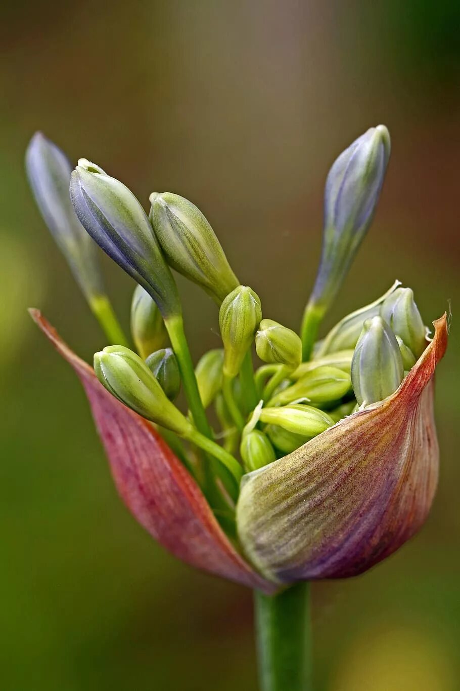 Агапантус бутон. Agapanthus Lily of the Nile-.