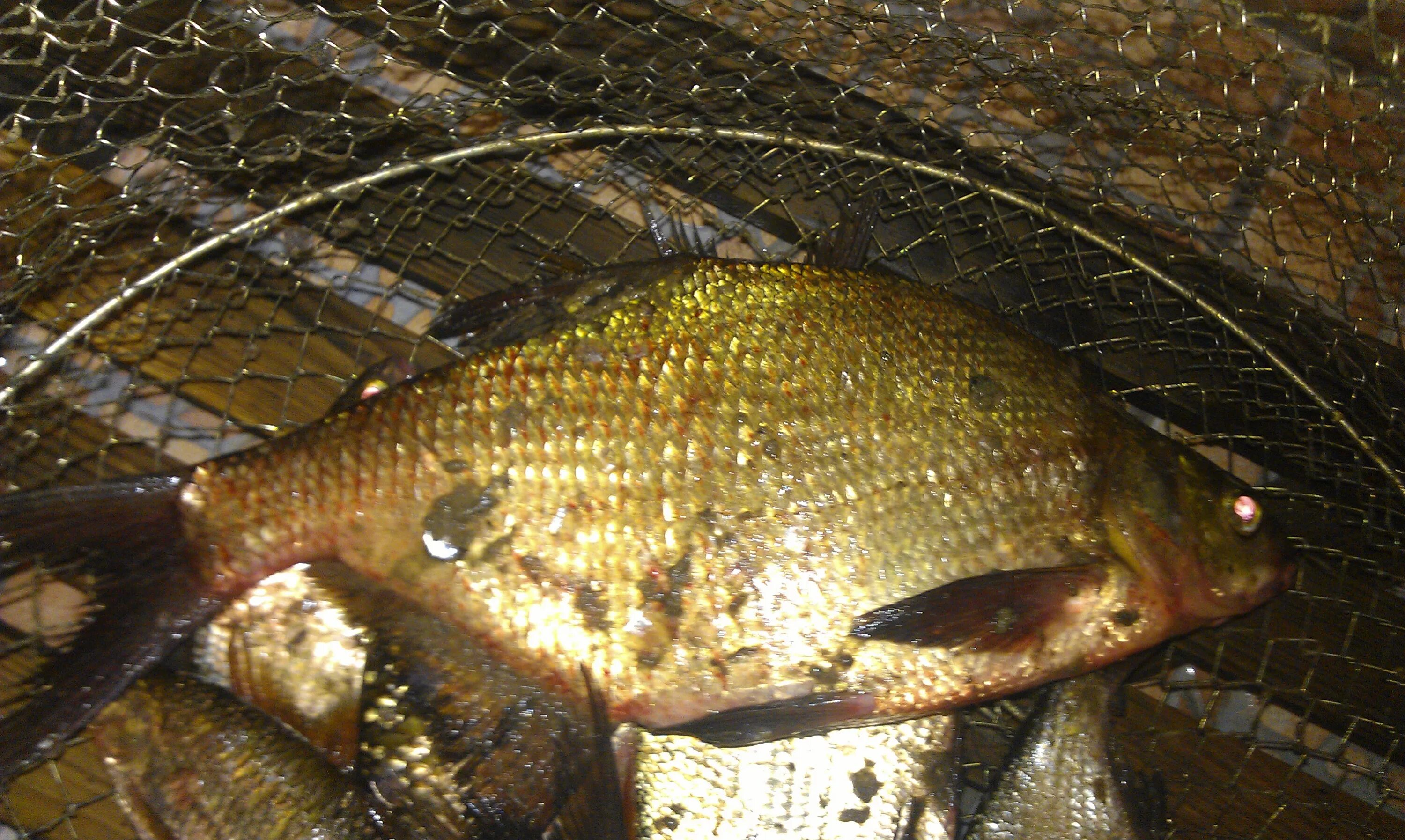 Ночная зимняя рыбалка. Карась ночью. Ночная ловля плотвы зимой. Ночная ловля леща. Плотва ночью.