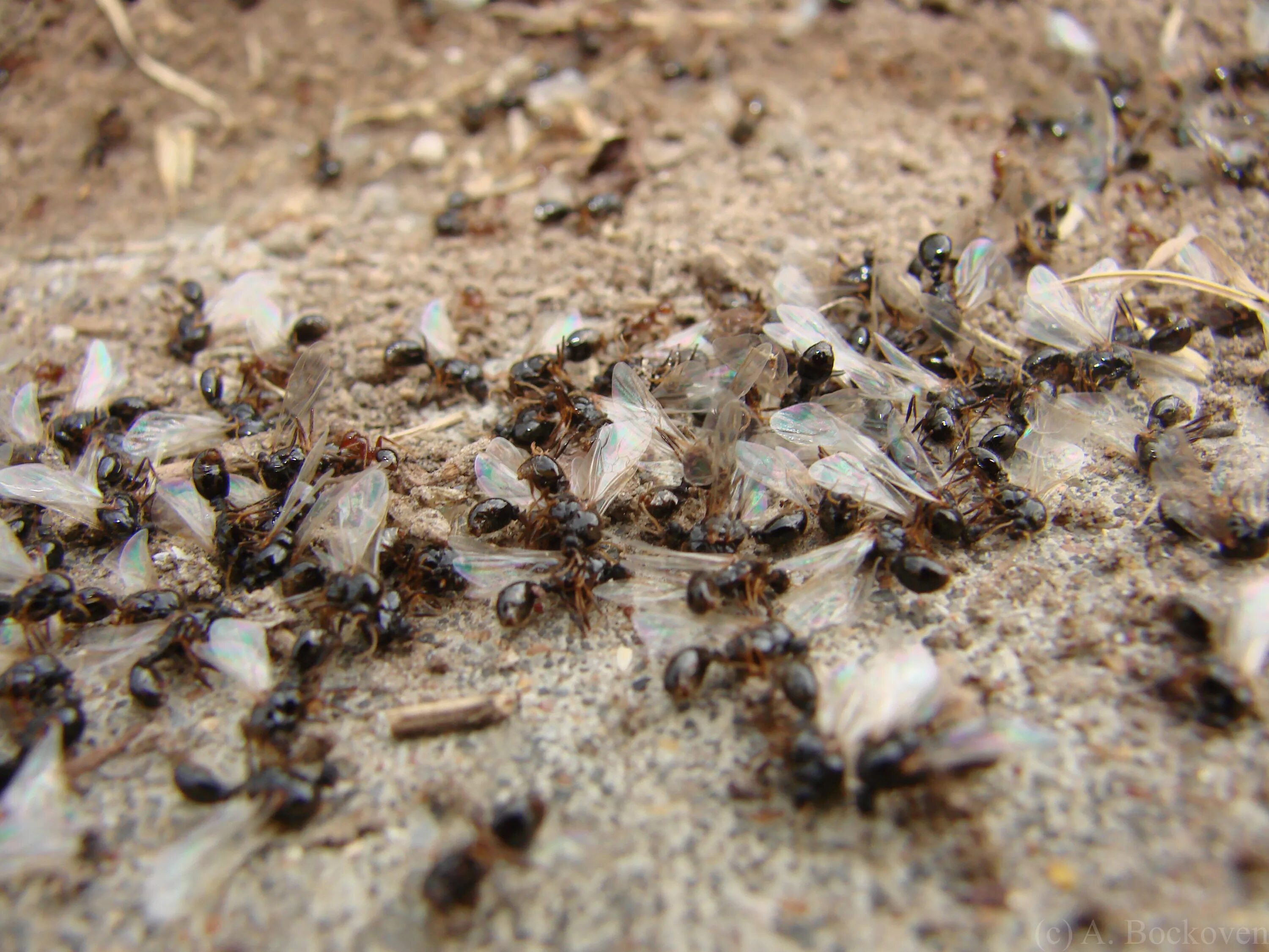 Нашествие крылатые муравьи. Крылатые муравьи. Летучие муравьи. Муравей летяга. Крылатых муравьев