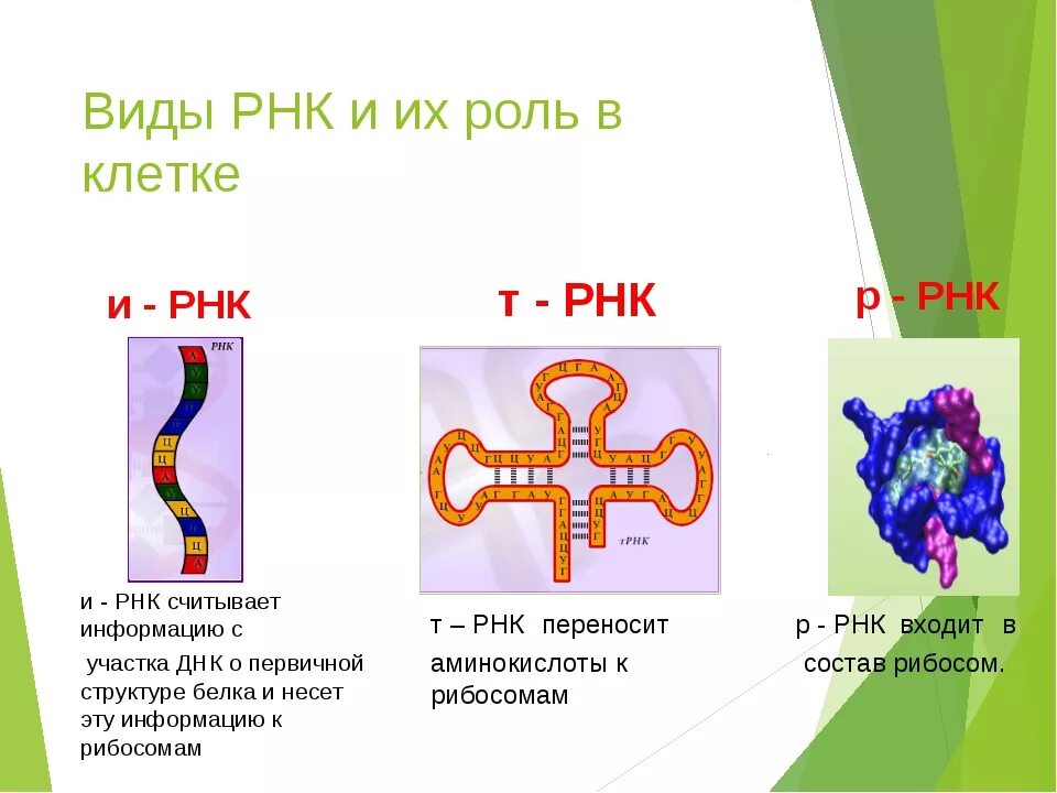 Рисунок молекулы рнк. Строение и виды РНК. Формы рибонуклеиновой кислоты РНК. Строение РНК, типы РНК.. Информационная РНК строение.