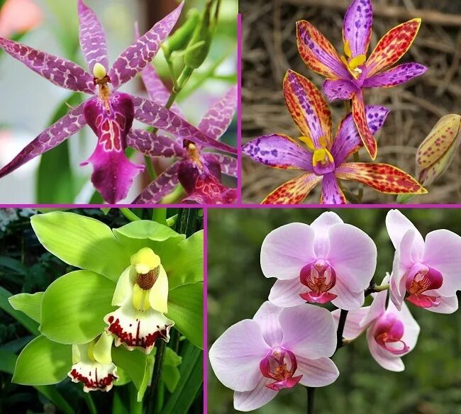 Симподиальные орхидеи. Систематика орхидеи фаленопсис. Цимбидиум и фаленопсис отличия. Разнообразие фаленопсисов. Как отличить орхидею