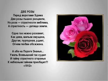 Алые розы стихи