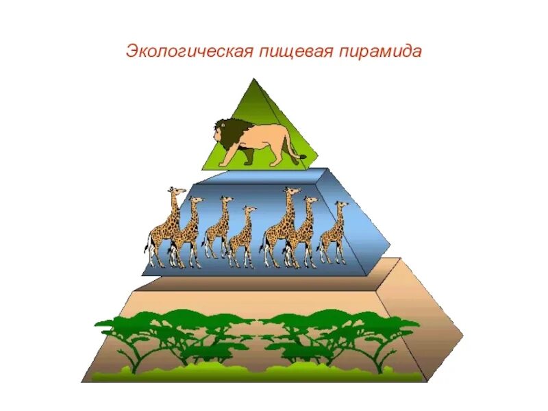 Пирамиды биология 11 класс. Экологическая пирамида Элтона. Пищевая пирамида экологическая пирамида. Экологическая пирамида биомассы. Пирамиды в экологии.