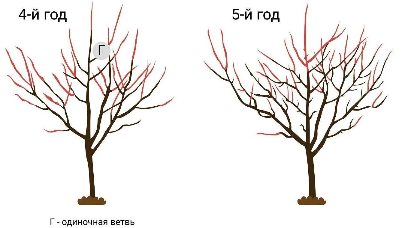 Обрезка начинающих в картинках пошагово. Схема обрезки черешни весной. Правильная обрезка черешни осенью схема. Обрезка черешни осенью схема. Обрезка абрикоса осенью схема.