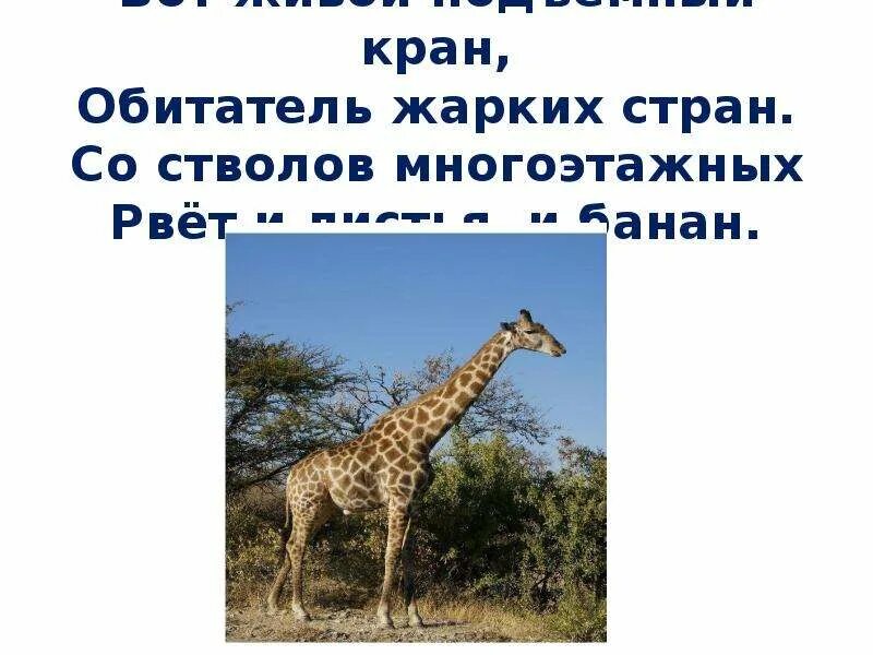 Подробнее о животном мире жарких районов. Животные жарких стран. интересные факты о животных жарких районов. презентация животные жарких стран. жители жарких стран для детей.