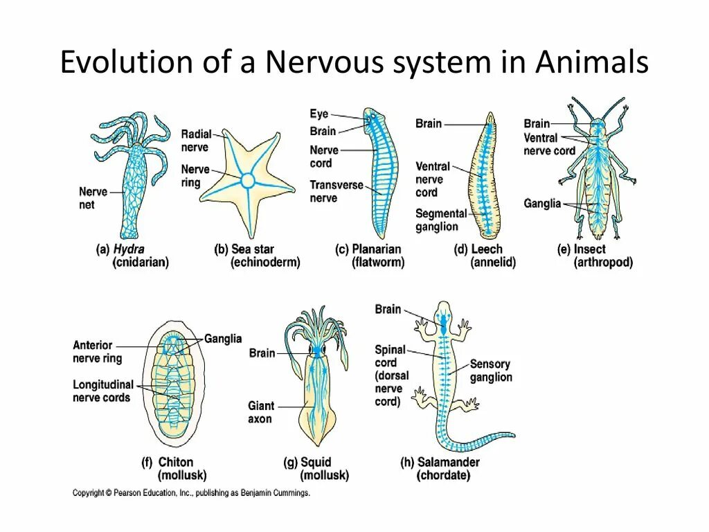 Evolution systems. Nervous System of animals. Evolution nervous System. Модель нервной системы у простейших. Нервная система простейших.