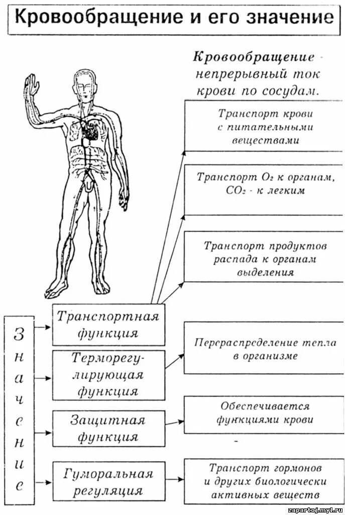 Биология человека егэ. Анатомия в таблицах и схемах. Анатомия человека таблица. Биология в таблицах и схемах. Органы кровообращения таблица.