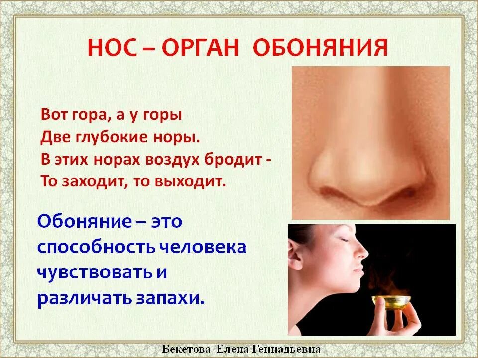 Какой обаяние. Нос орган обоняния. Нос орган обоняния для детей. Органы чувств человека обоняние. Органы чувств человека нос.
