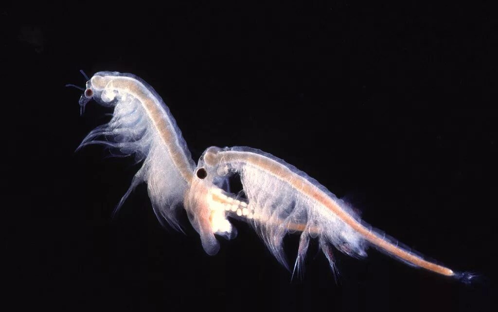 Рачок артемия салина. Артемия соли. Артемия науплии замороженные. Артемия соли. Артемия соли.