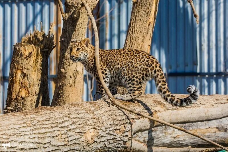 Леопардесса. Ленинградский зоопарк леопард. Леопард в зоопарке. Леопард Новосибирский зоопарк. Женщины в леопардовом зоопарке
