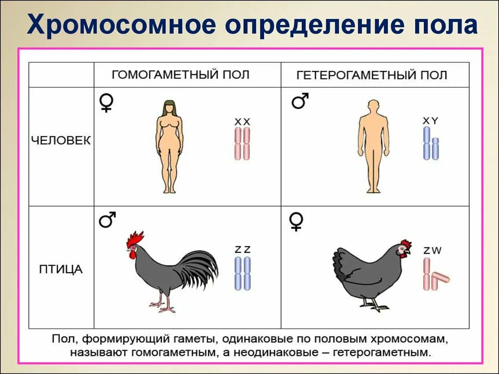 Хромосомная теория генетика пола. Основные типы хромосомного определения пола у животных. Теория определение пола генетика. Хромосомный метод определения пола.