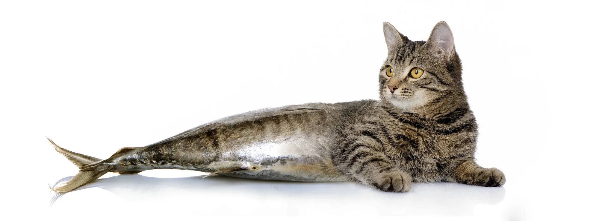 Кот идет. Кот с прической хвостик. Коты с пушистыми хвостами. Подстриженный кот. Кот голова и хвост.