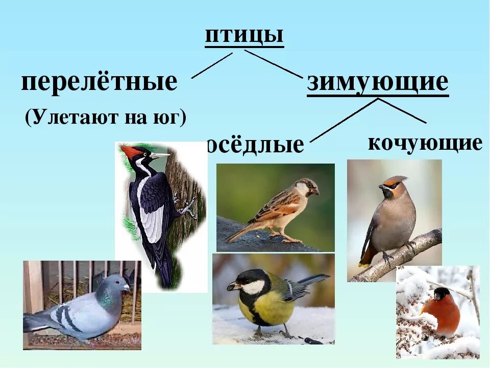 Перелетные и оседлые птицы. Оседлые птицы Кочующие птицы перелетные птицы. Оседлые зимующие и перелетные птицы. Оседлые Кочующие и перелетные.