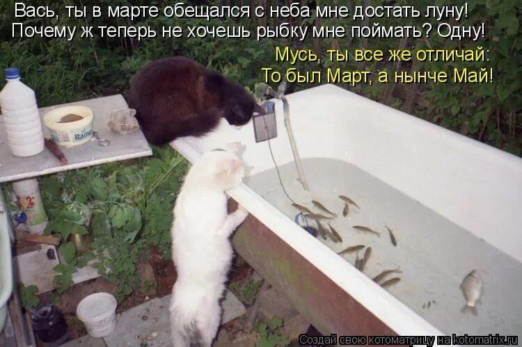 кот юмор. почему после рыбы хочется пить. кот ворует рыбу. кот ловит рыбу в аквариуме. почему после рыбы хочется пить.