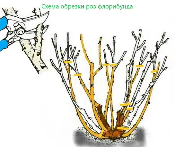 Обрезка чайно-гибридных роз весной. Обрезка плетистых роз весной. Осенняя обрезка роз флорибунда. Обрезка роз флорибунда.