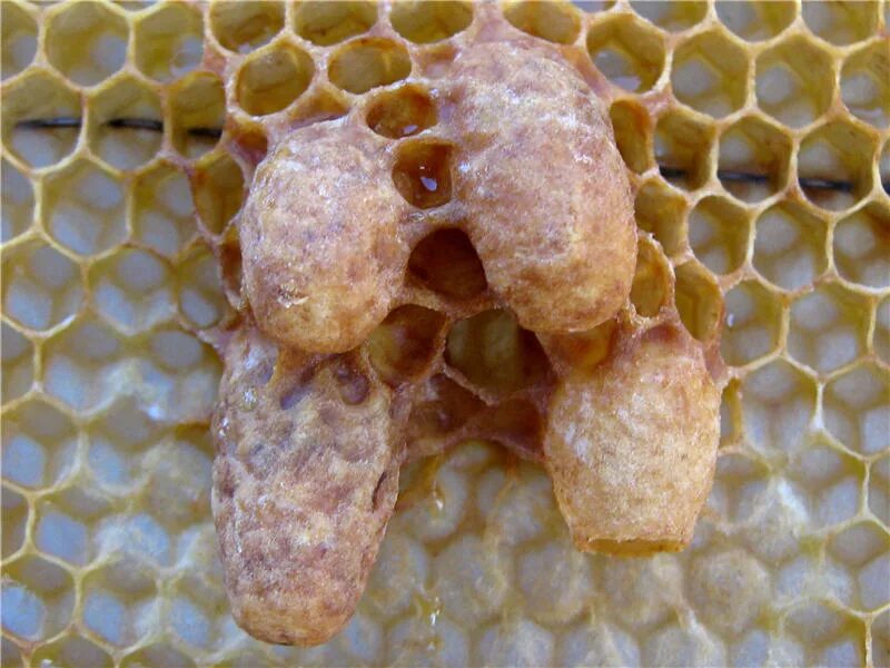 Трутневый расплод. Маточник пчелы. Расплод у пчел маточник. Свищевые маточники в пчелосемье.