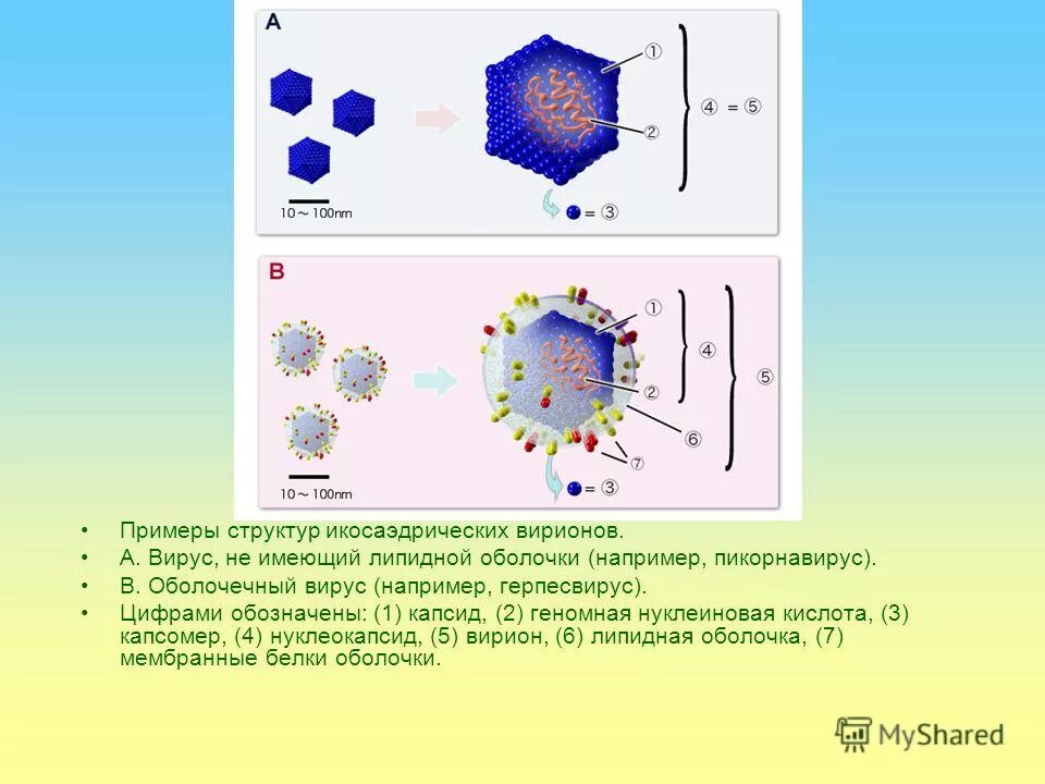 Икосаэдрический капсид. Икосаэдрический Вирион. Вирион оболочечного вируса. Вирион нуклеокапсид.