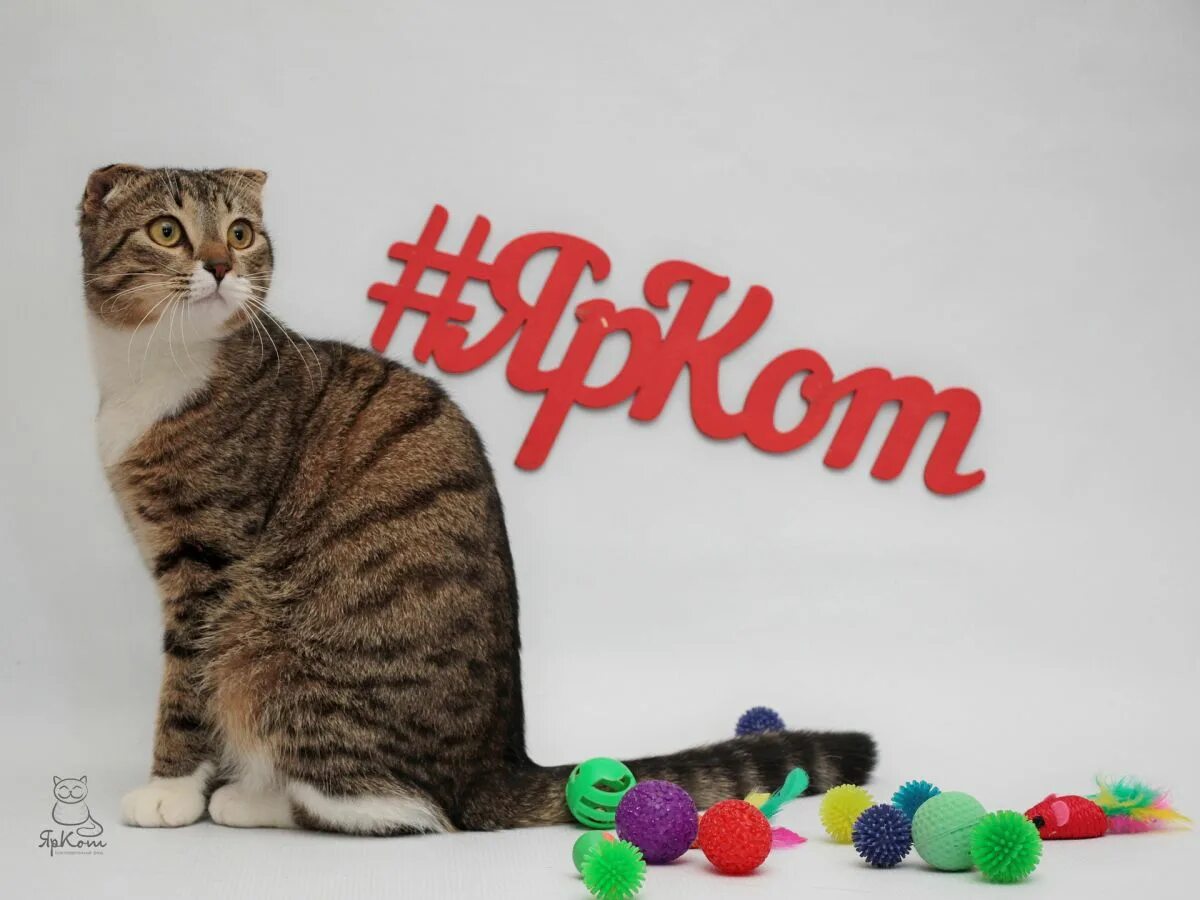 Белый кот геншин. Карпатская мутация у кошек. Кота гену он живет в барнауле. Котики. Кота гену он живет в барнауле.