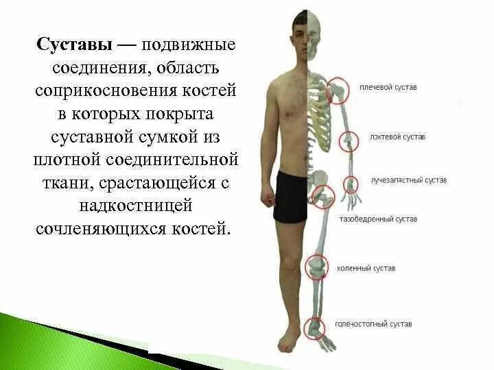 Подвижные соединения суставы. Подвижные суставы примеры. Подвижные соединения костей. Подвижные сочленения.