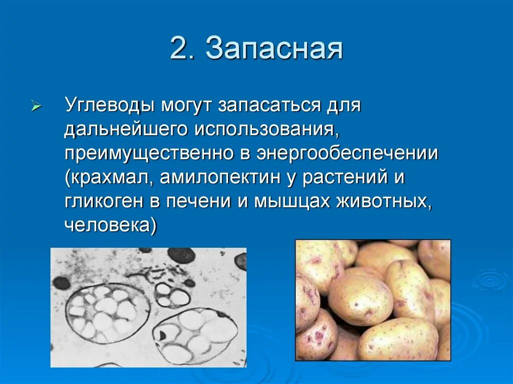 Запасающая функция кости. Запасные углеводы растений. Углеводы могут запасаться. Углеводы в растительной клетке. Запасной углевод животных.