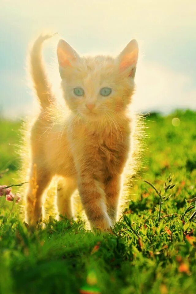 Доброе утро рыжий котенок. Рыжий котенок любопытный. Рыжий кот. Рыжий кот как солнышко сияет. Рыжий котенок на солнце.
