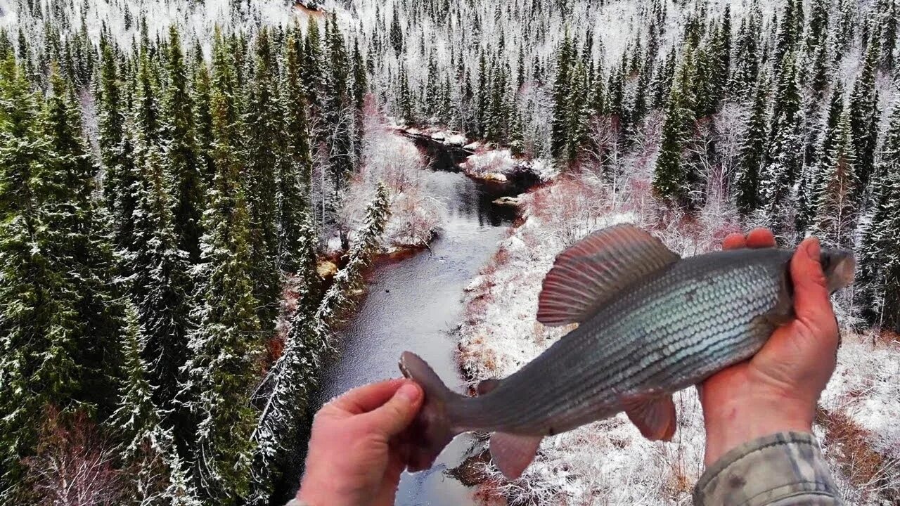 Тайга рыбалка на севере. Таежный хариус. хариус тайга. хариус на таежной речке. хариус северный.